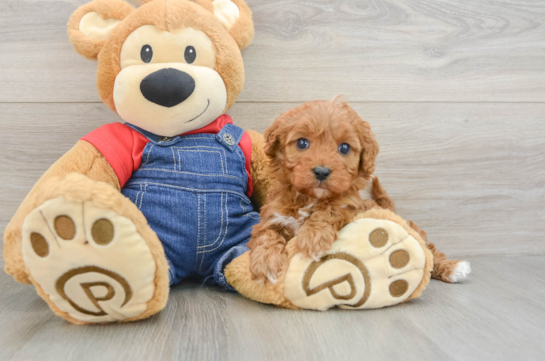 Sweet Cavapoo Baby