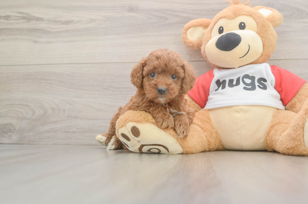 6 week old Cavapoo Puppy For Sale - Pilesgrove Pups