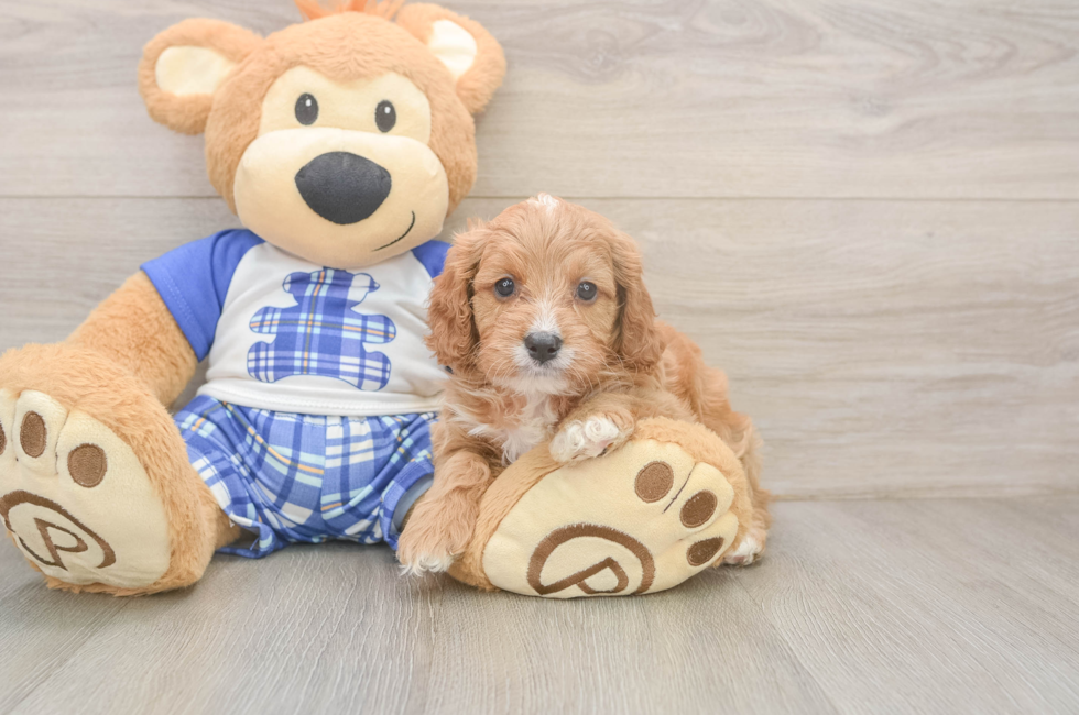 5 week old Cavapoo Puppy For Sale - Pilesgrove Pups