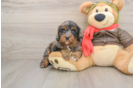 Best Cavapoo Baby