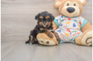 Popular Cavapoo Poodle Mix Pup