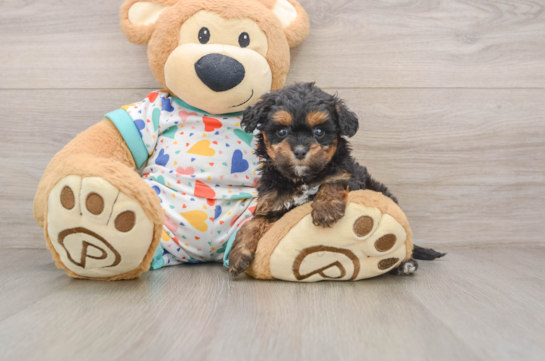 Little Cavipoo Poodle Mix Puppy