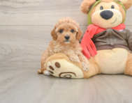 7 week old Cavapoo Puppy For Sale - Pilesgrove Pups