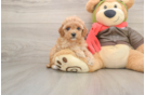Cavapoo Puppy for Adoption