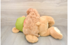 Cavapoo Puppy for Adoption