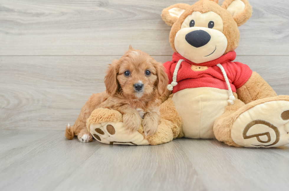 6 week old Cavapoo Puppy For Sale - Pilesgrove Pups