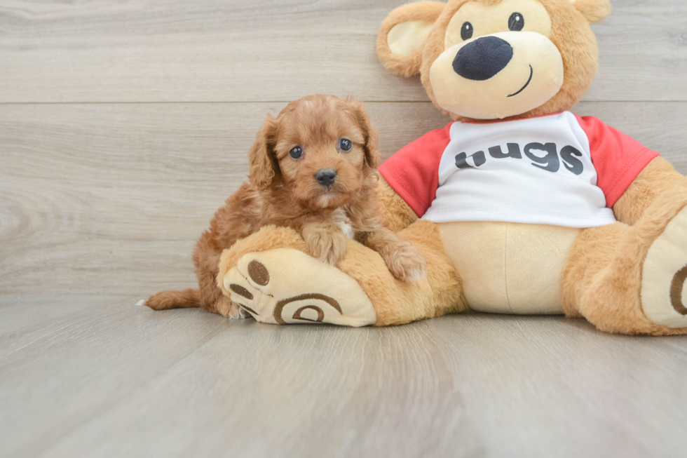 Funny Cavapoo Poodle Mix Pup