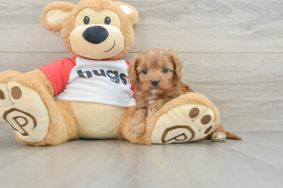 Best Cavapoo Baby