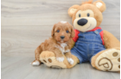 Funny Cavapoo Poodle Mix Pup