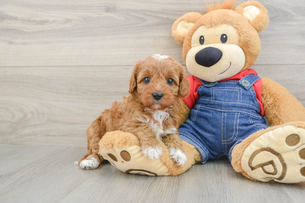 Funny Cavapoo Poodle Mix Pup