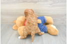 Sweet Cavapoo Baby