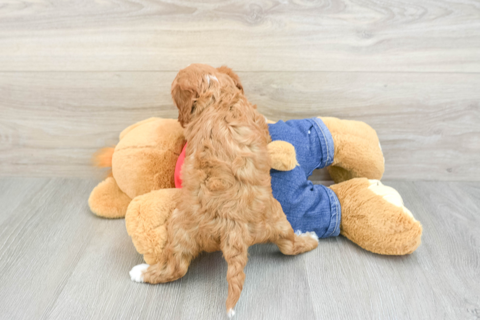 Sweet Cavapoo Baby