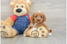 Playful Cavapoodle Poodle Mix Puppy