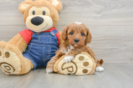 Playful Cavapoodle Poodle Mix Puppy