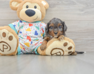 8 week old Cavapoo Puppy For Sale - Pilesgrove Pups