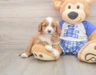 7 week old Cavapoo Puppy For Sale - Pilesgrove Pups
