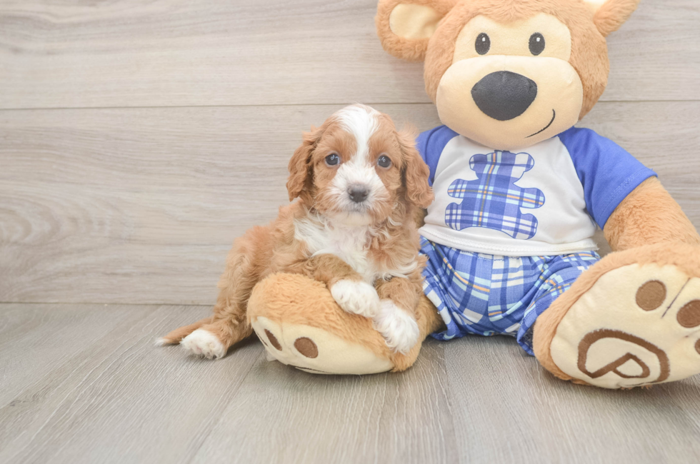 5 week old Cavapoo Puppy For Sale - Pilesgrove Pups