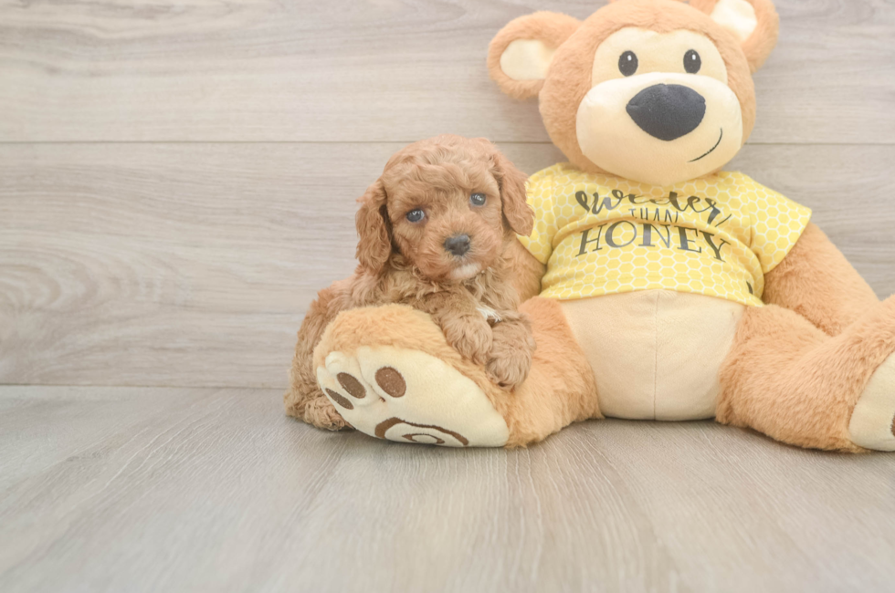 5 week old Cavapoo Puppy For Sale - Pilesgrove Pups