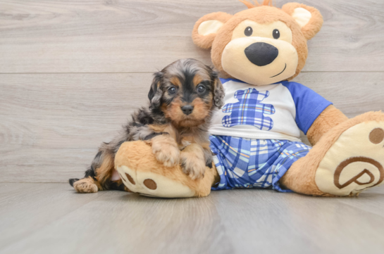 Cavapoo Puppy for Adoption