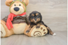 Cavapoo Pup Being Cute