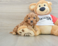 7 week old Cavapoo Puppy For Sale - Pilesgrove Pups