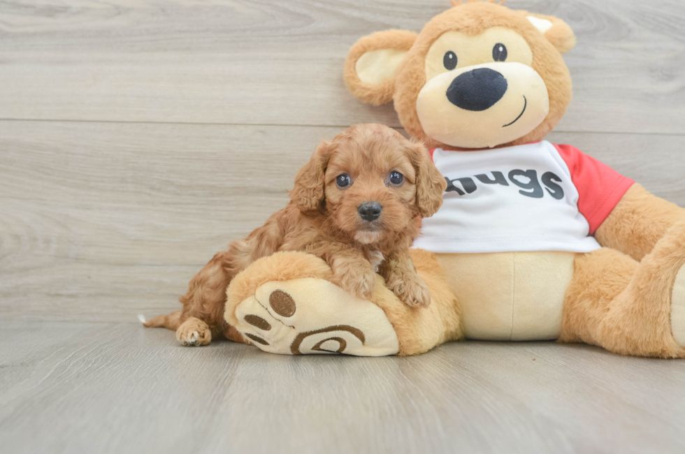 7 week old Cavapoo Puppy For Sale - Pilesgrove Pups