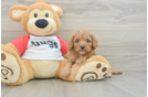 Funny Cavapoo Poodle Mix Pup