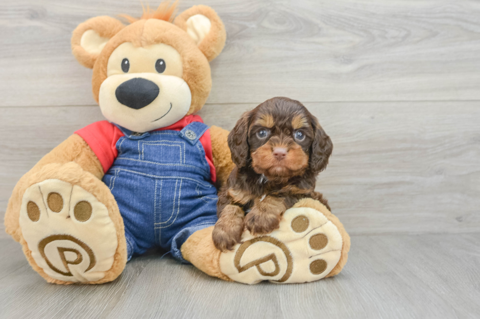Fluffy Cavapoo Poodle Mix Pup