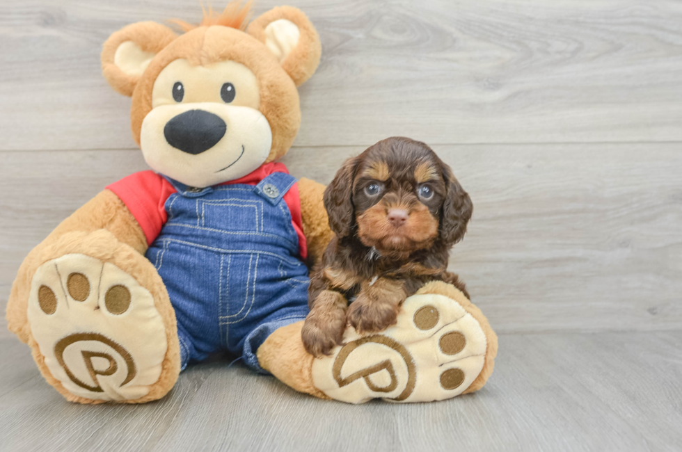 5 week old Cavapoo Puppy For Sale - Pilesgrove Pups