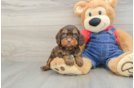 Cavapoo Puppy for Adoption