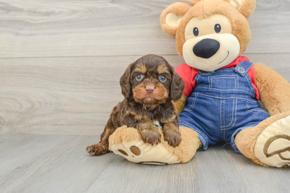Cavapoo Puppy for Adoption