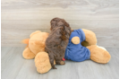 Adorable Cavalier King Charles Spaniel and Poodle Mix Poodle Mix Puppy