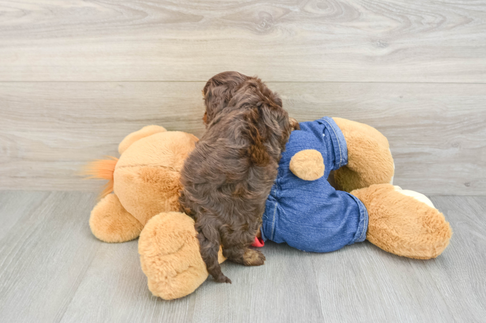 Adorable Cavalier King Charles Spaniel and Poodle Mix Poodle Mix Puppy