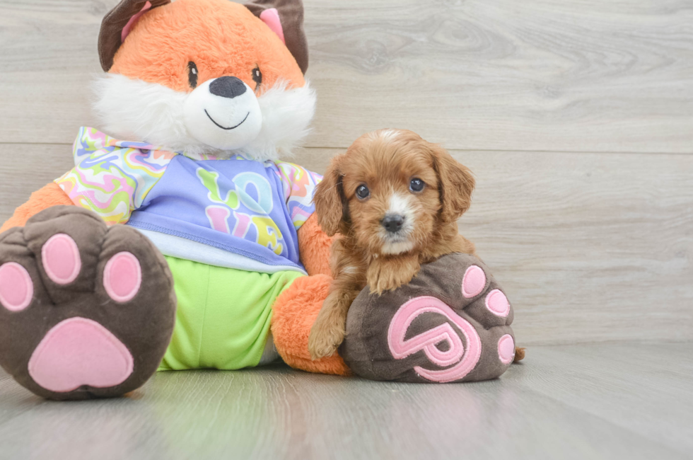 5 week old Cavapoo Puppy For Sale - Pilesgrove Pups
