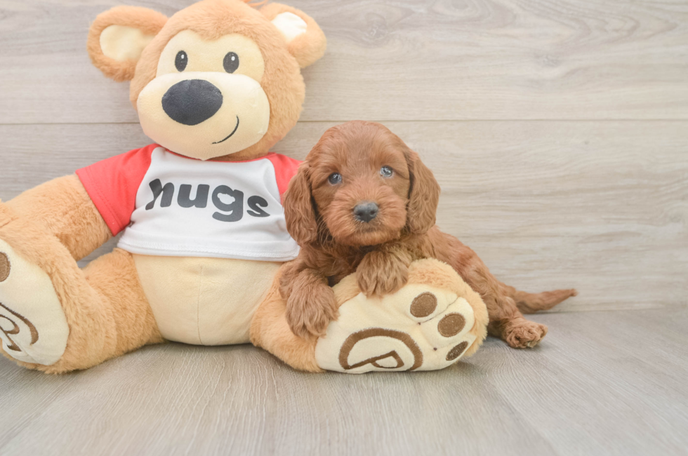6 week old Cavapoo Puppy For Sale - Pilesgrove Pups