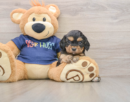 8 week old Cavapoo Puppy For Sale - Pilesgrove Pups