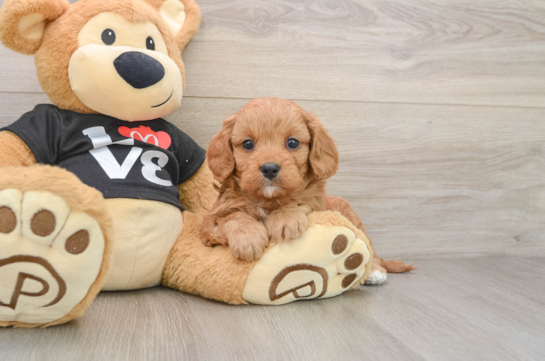 Cavapoo Puppy for Adoption