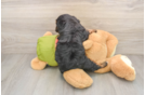 Little Cavipoo Poodle Mix Puppy