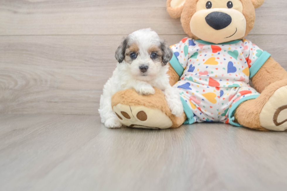 Fluffy Cavapoo Poodle Mix Pup