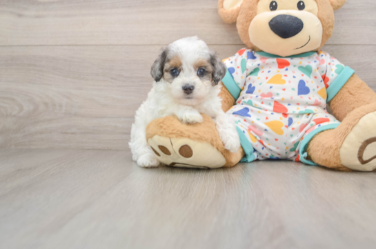 Fluffy Cavapoo Poodle Mix Pup