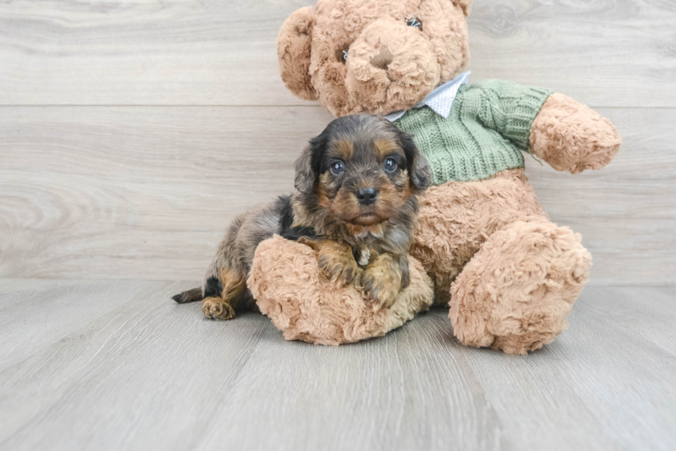 Small Cavapoo Baby