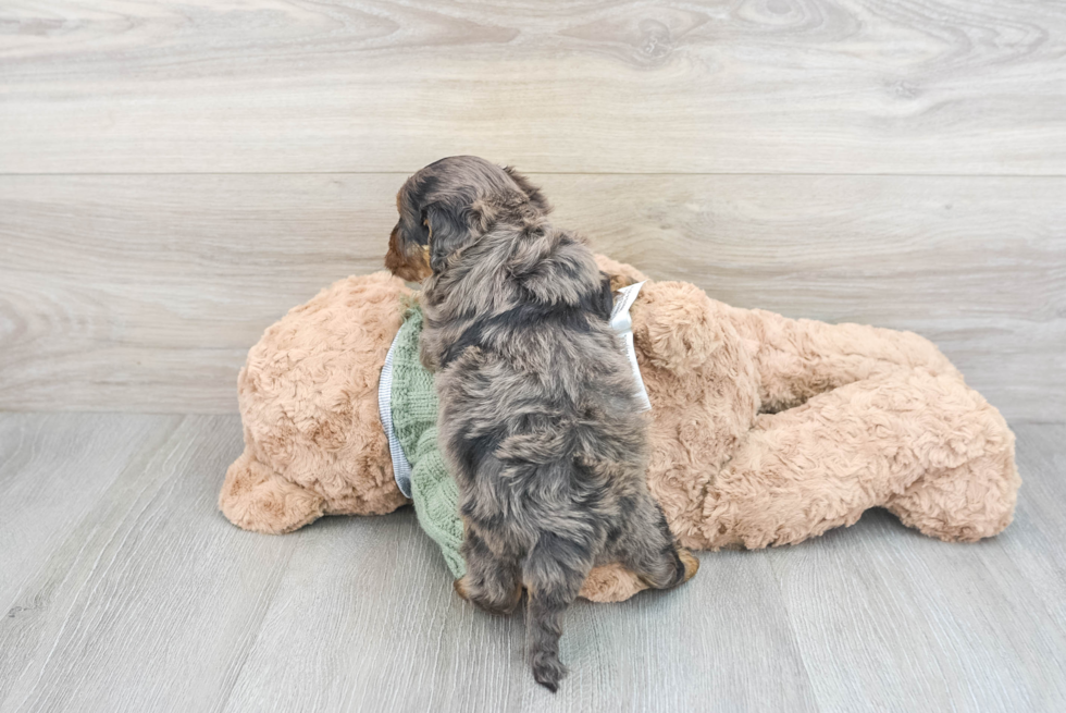 Cavapoo Pup Being Cute