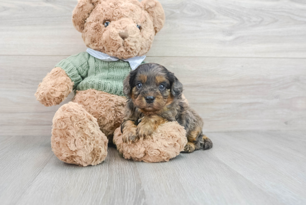 Popular Cavapoo Poodle Mix Pup