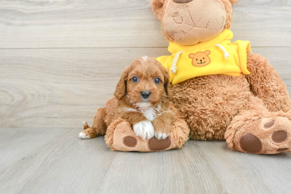 Smart Cavapoo Poodle Mix Pup