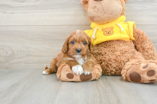 Smart Cavapoo Poodle Mix Pup