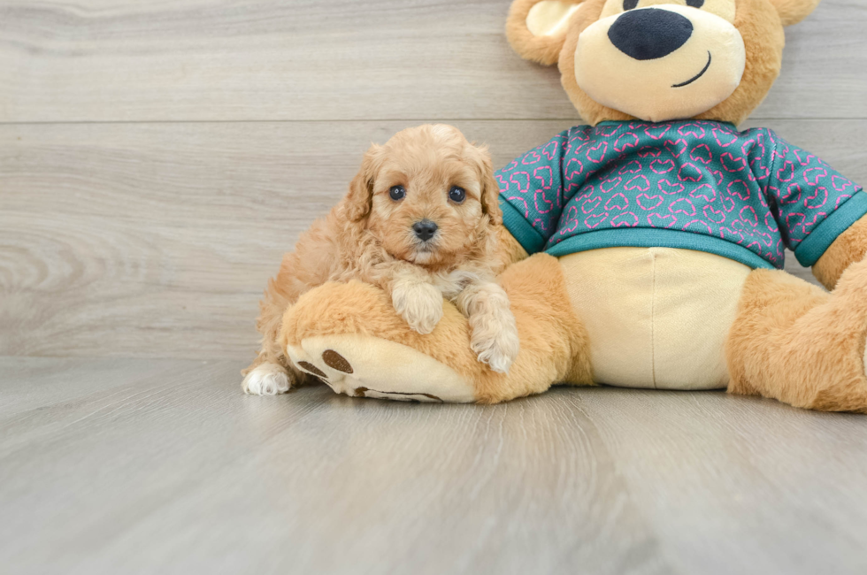 7 week old Cavapoo Puppy For Sale - Pilesgrove Pups