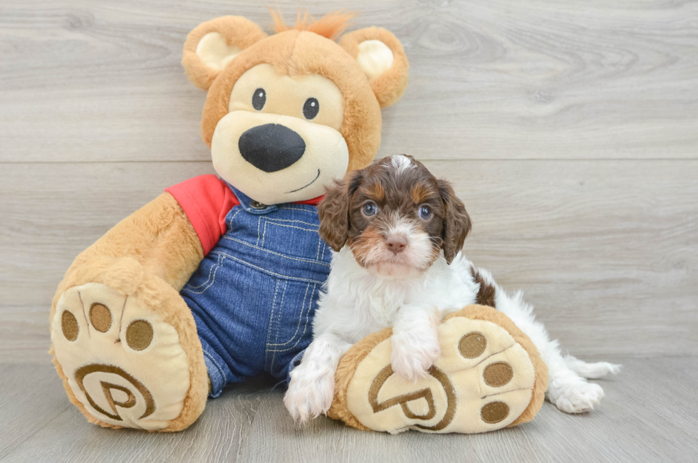5 week old Cavapoo Puppy For Sale - Pilesgrove Pups