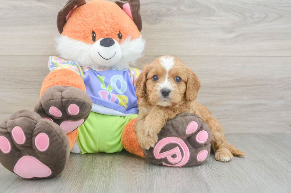 5 week old Cavapoo Puppy For Sale - Pilesgrove Pups