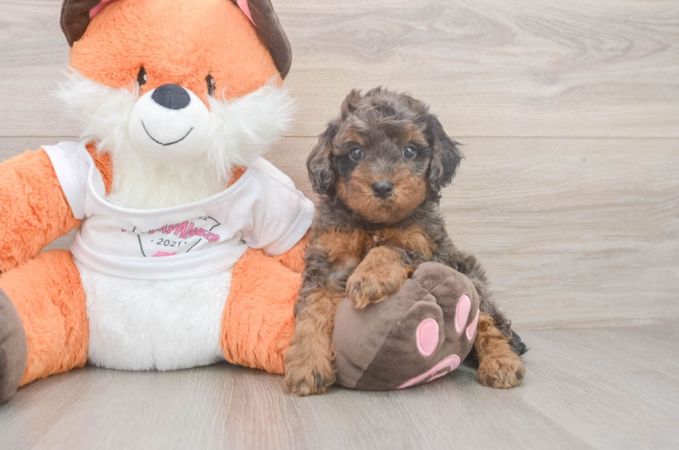 5 week old Cavapoo Puppy For Sale - Pilesgrove Pups