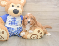 7 week old Cavapoo Puppy For Sale - Pilesgrove Pups